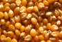 Animal Feed